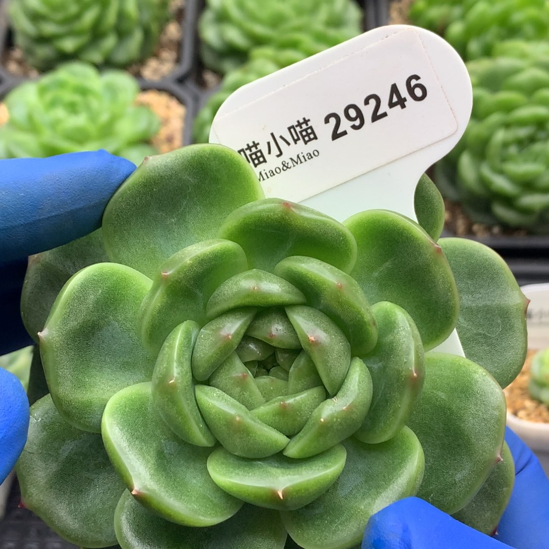 多肉植物杂交珍妮