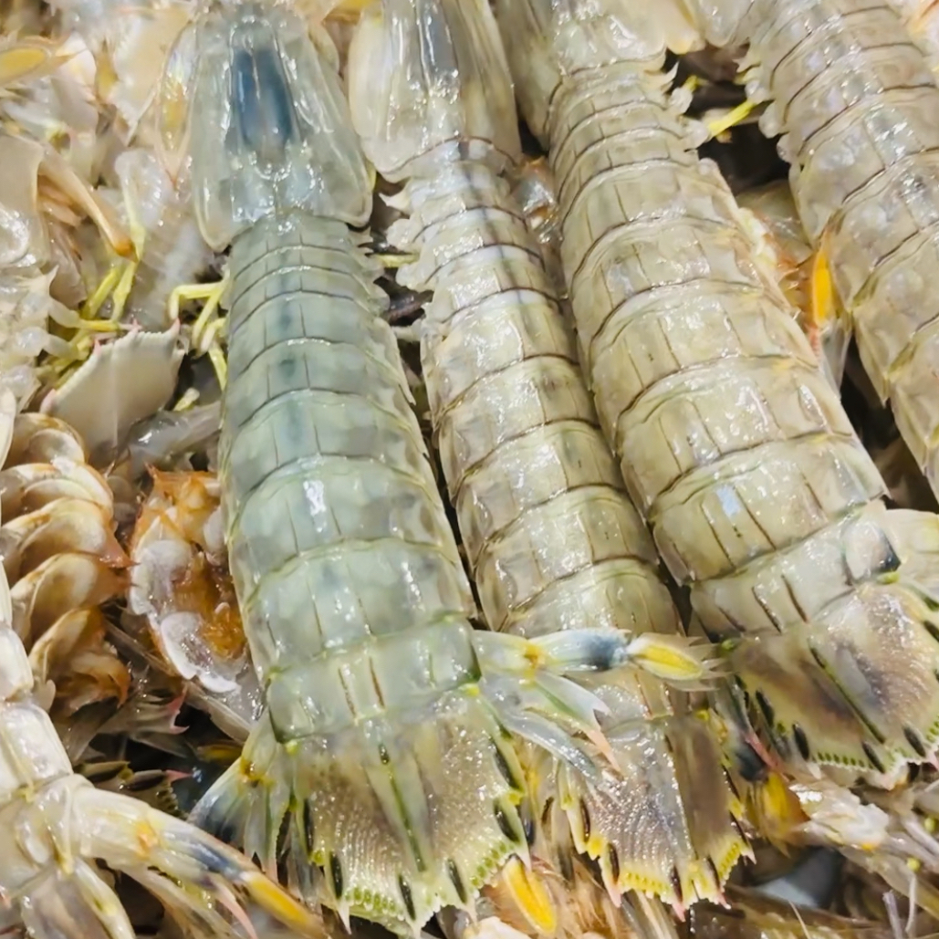 中号皮皮虾2斤（可清蒸椒盐避风塘）
