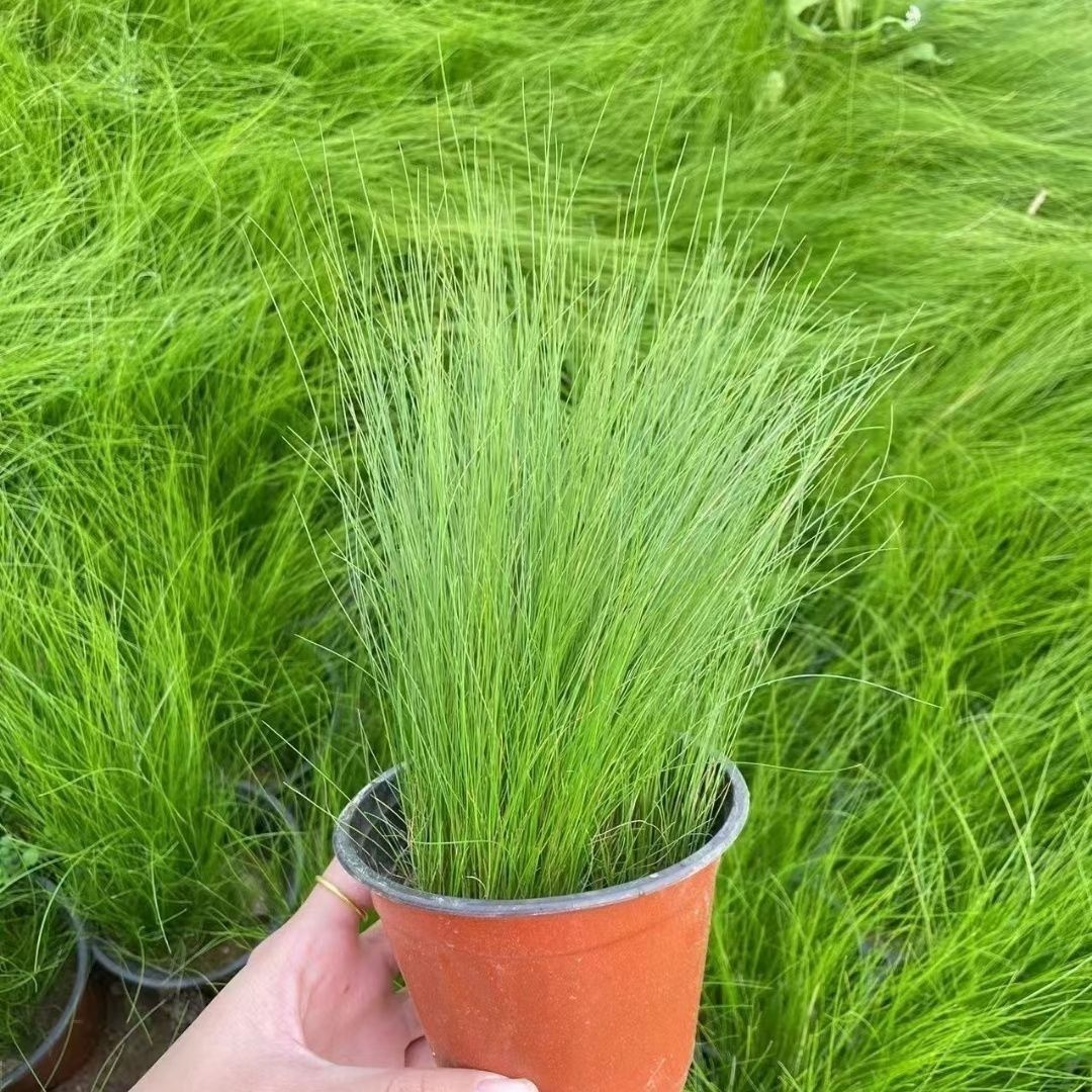 墨西哥羽毛草/室内植物/绿植图片观景飞天草籽猫咪妈妈