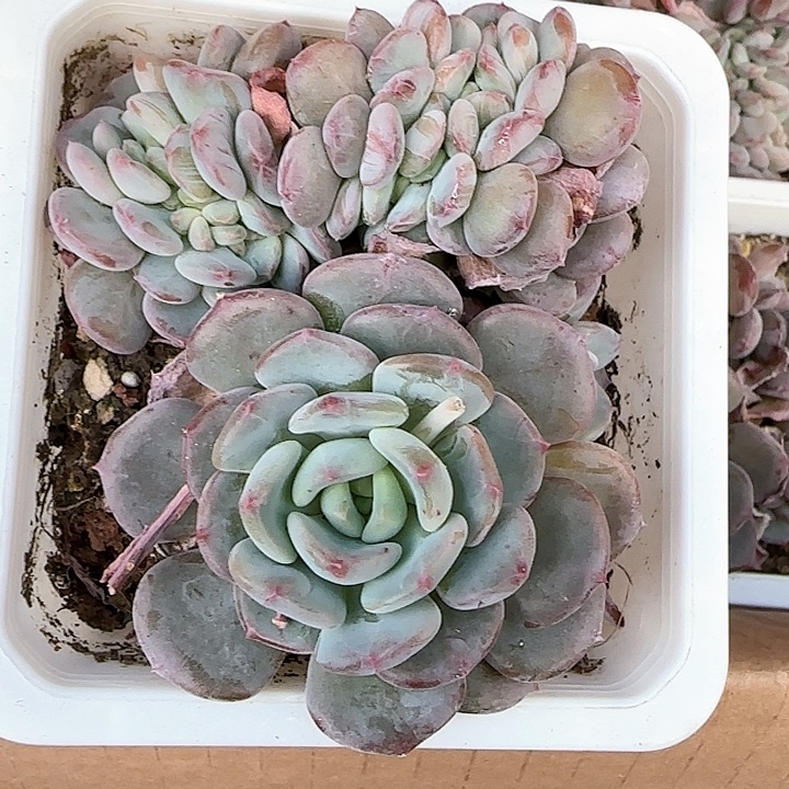 一***花青蛙王子儿童牙膏111