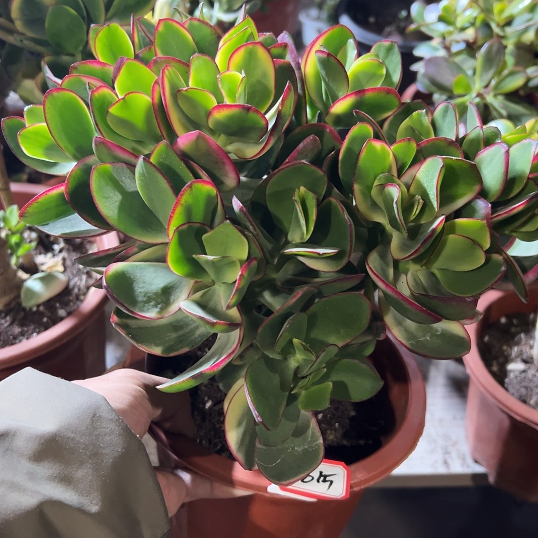 百***合稀有新花月锦带土球发货0815