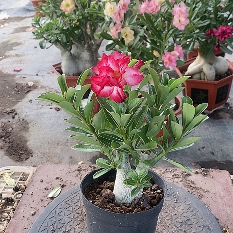 【闪购商品】无花朵江**于