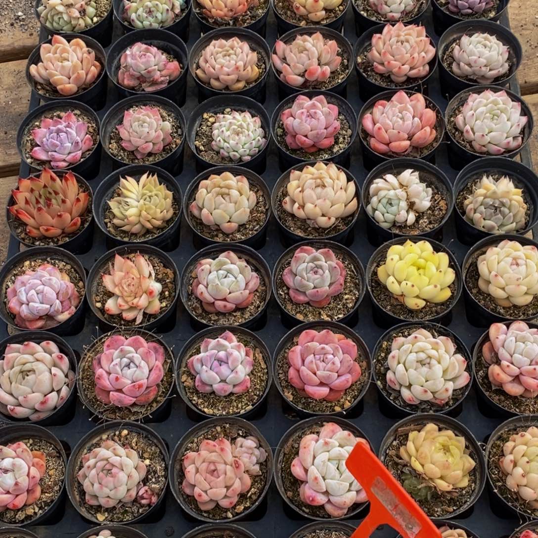 391的人生态度是一种