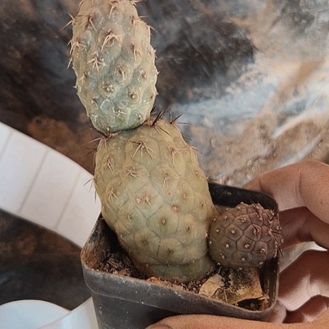 502处理仙人球时的