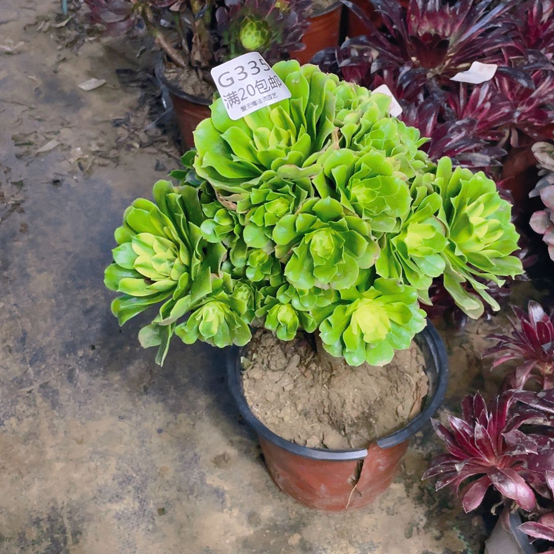 335辛尼亚多肉小损不包