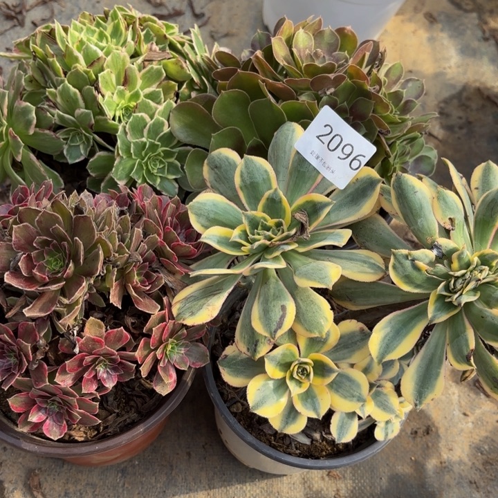 4颗多肉处理不包断头2096