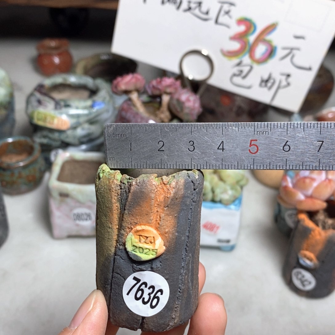 花盆拍3送一个小礼物