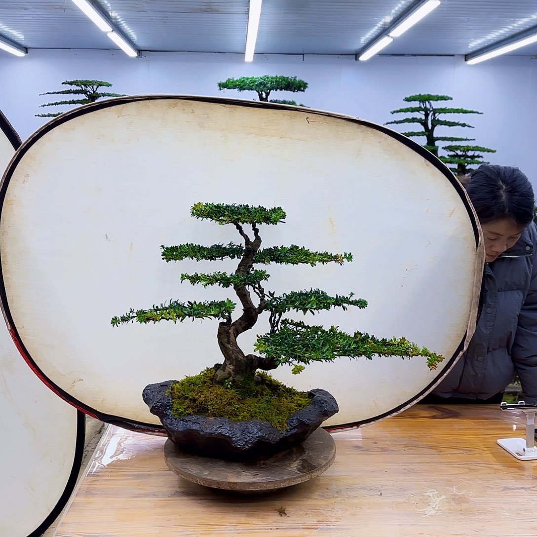 大***张无花朵盆景直播间一物一拍