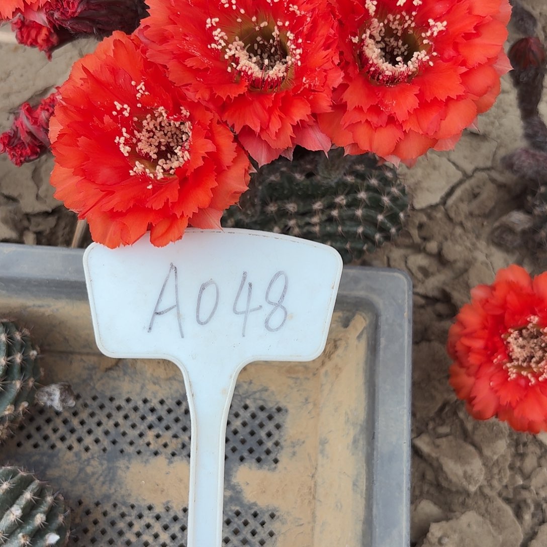 紫***藤A048,073两颗瑕疵歪头4cm