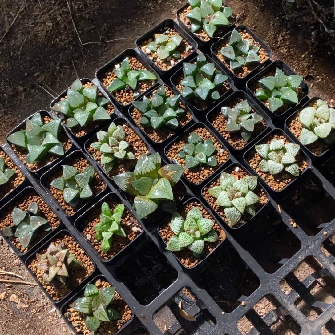 2541 一颗实生高货 圣诞整点福利