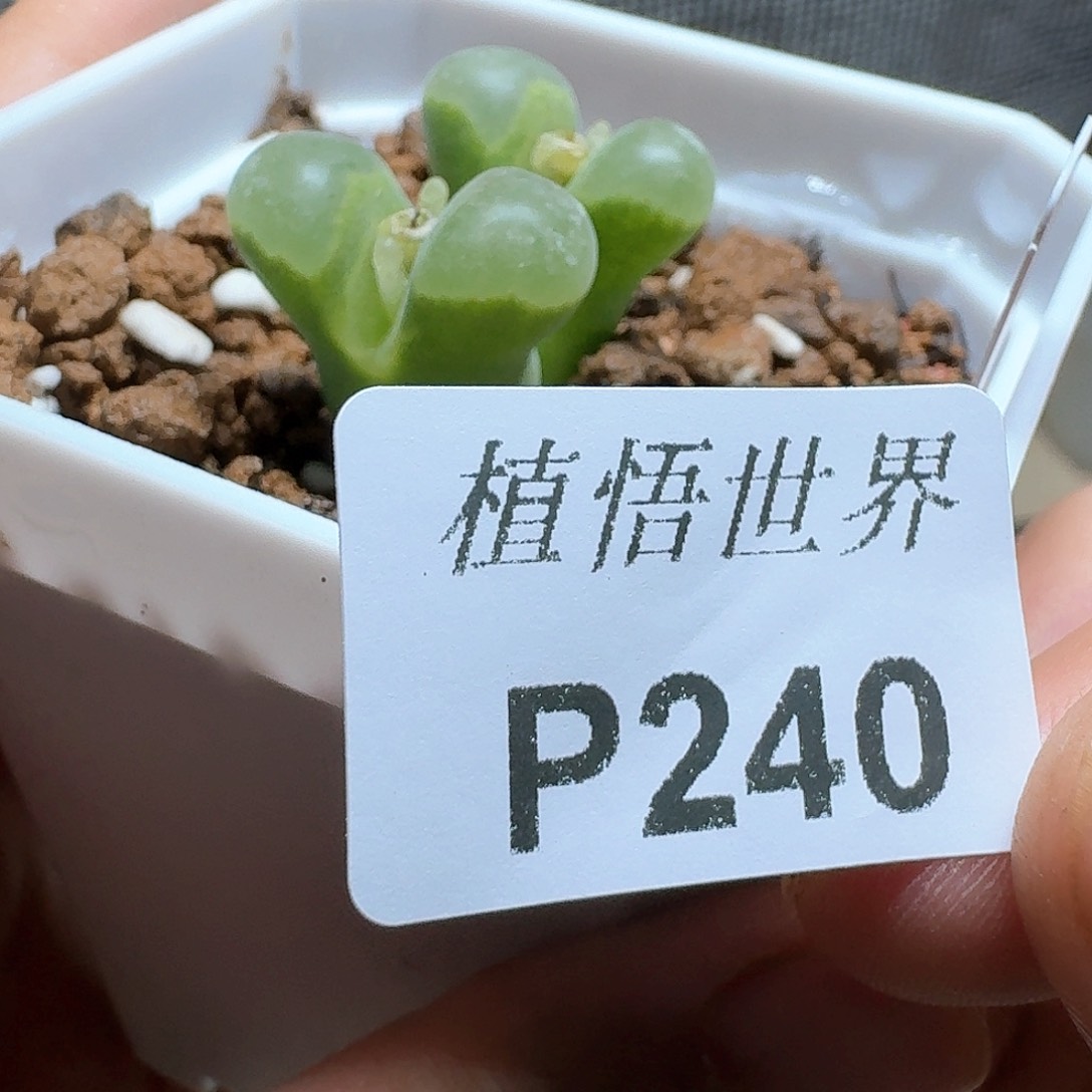 240号多肉植物哇fvn