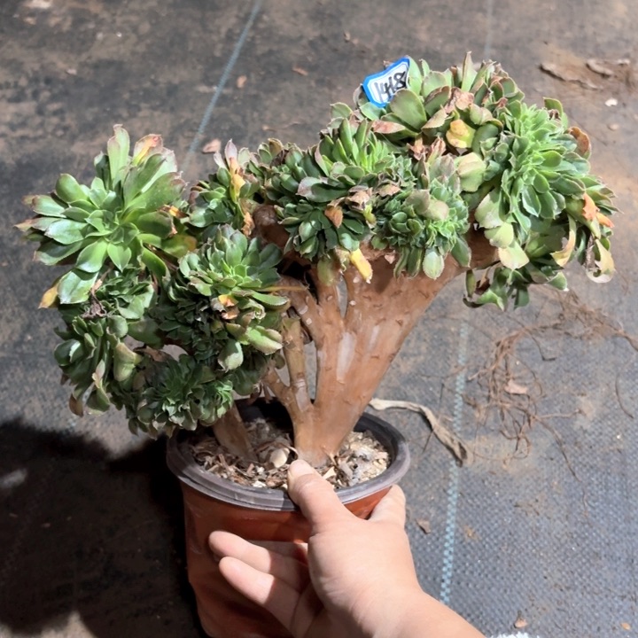 小叶香卢盘缀化1418