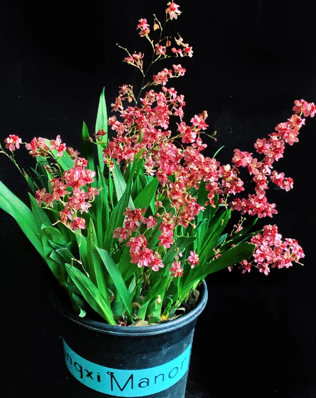 梦香兰 (满堂红130盆 20枝剑起 ) 室内高端绿植