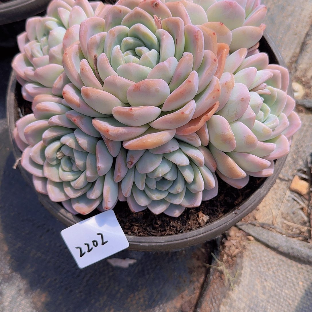 芳2202冰玉多肉植物