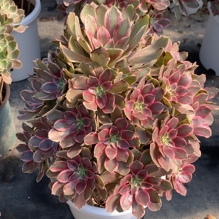 33浣纱精品法师多肉