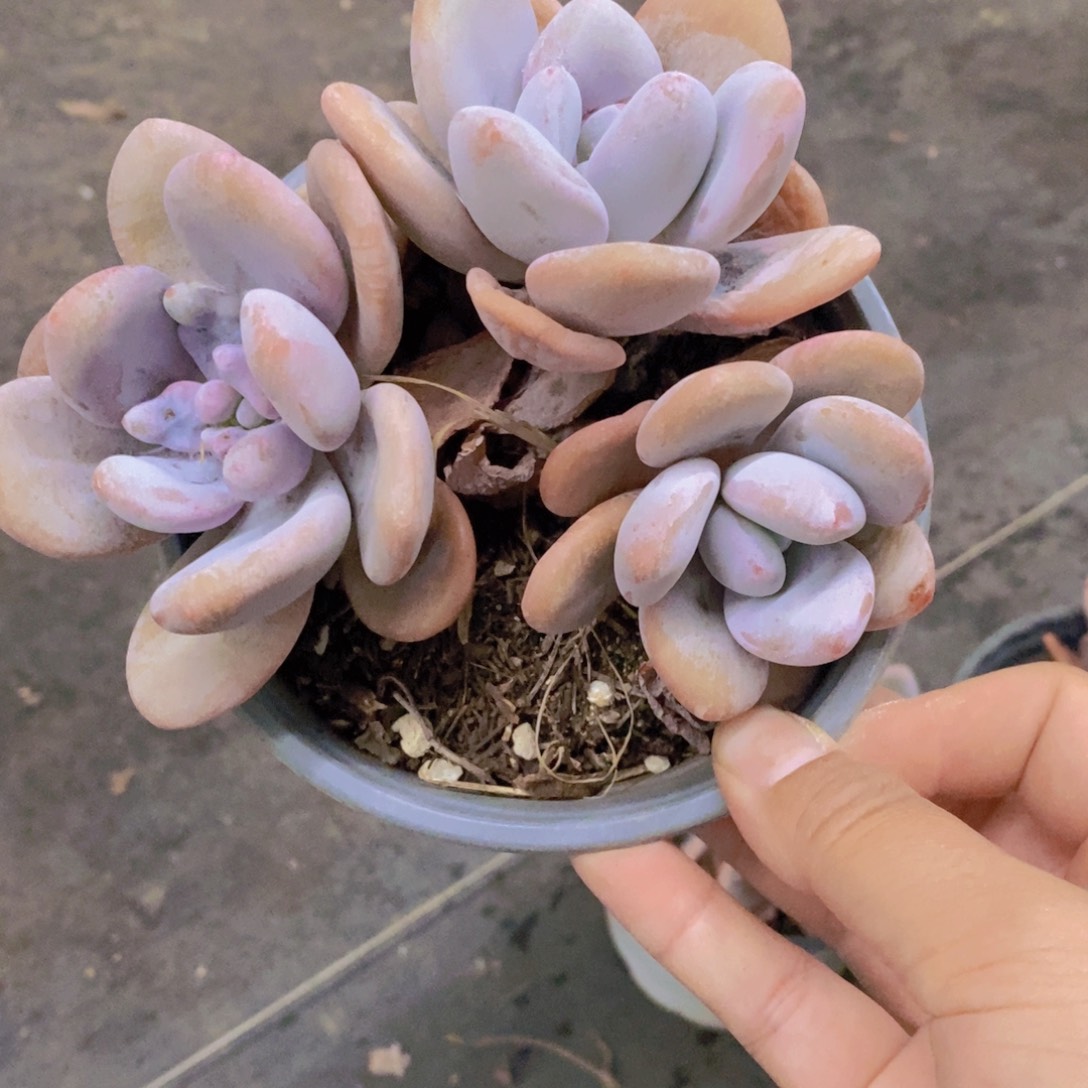 粉兔三头起发老桩