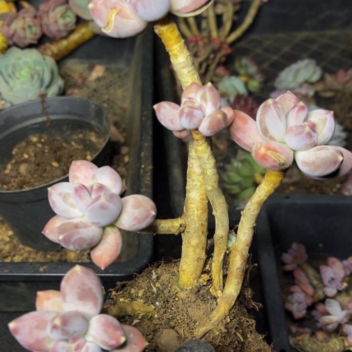 微瑕疵星空美人老桩