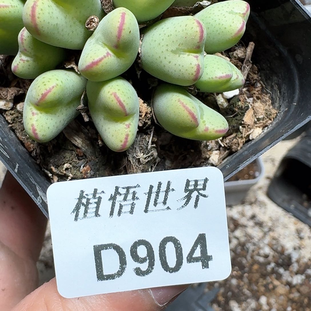 904号多肉植物哇c g