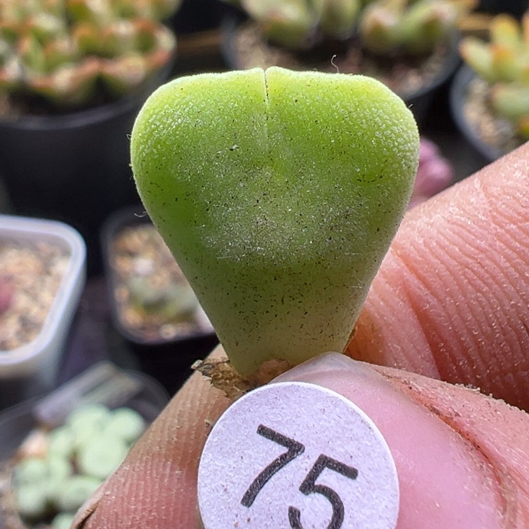 多肉植物11111111111111