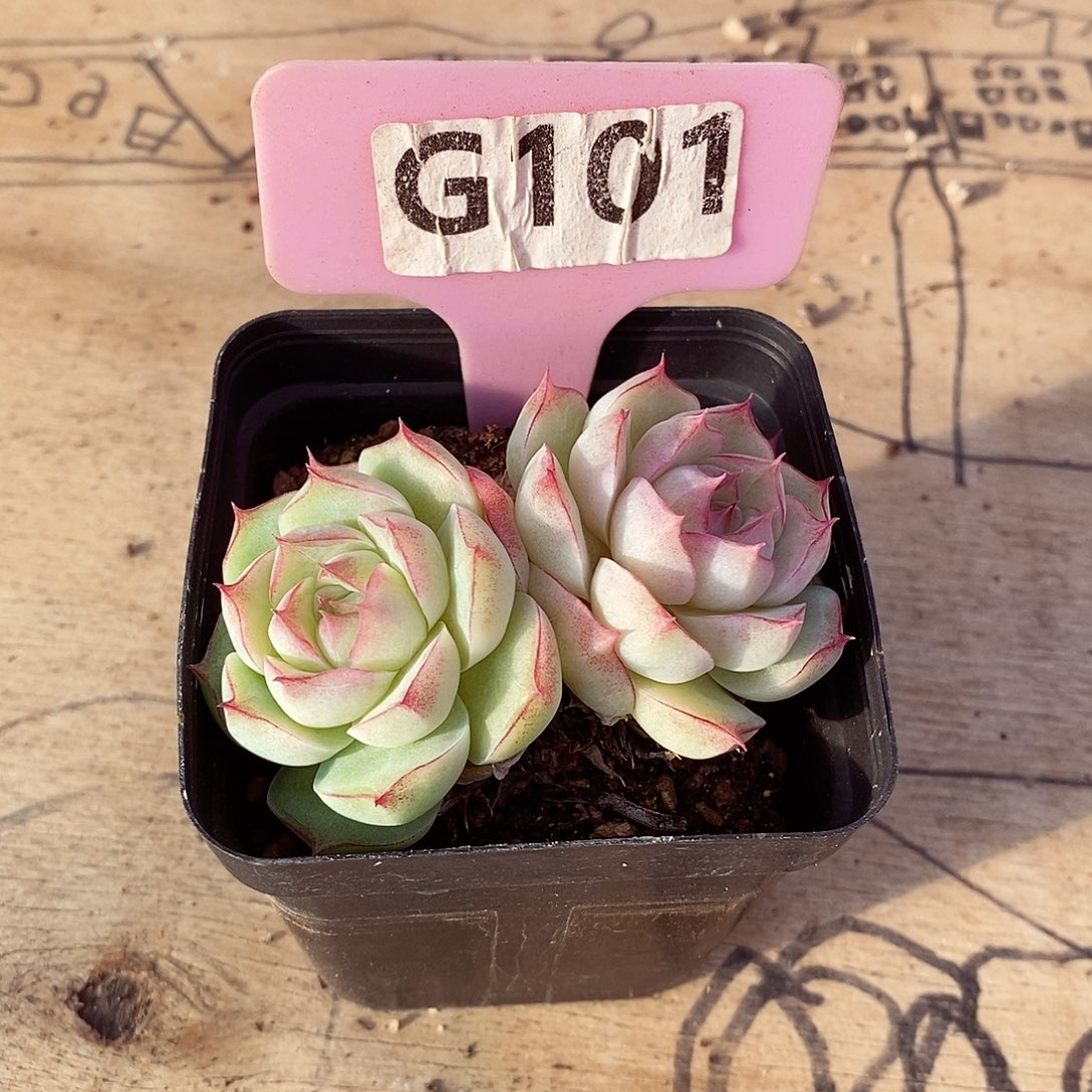 巾****?女王6cm不包整群