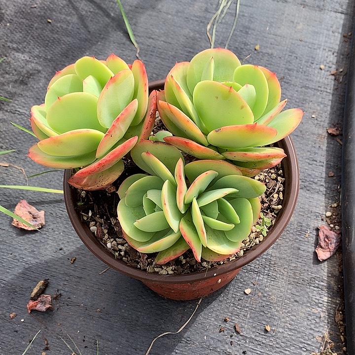 无花朵开*多肉植物55558