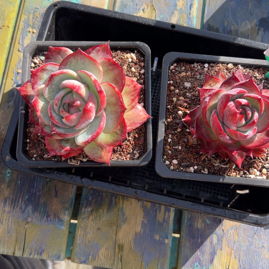 多肉一物一拍0124-109