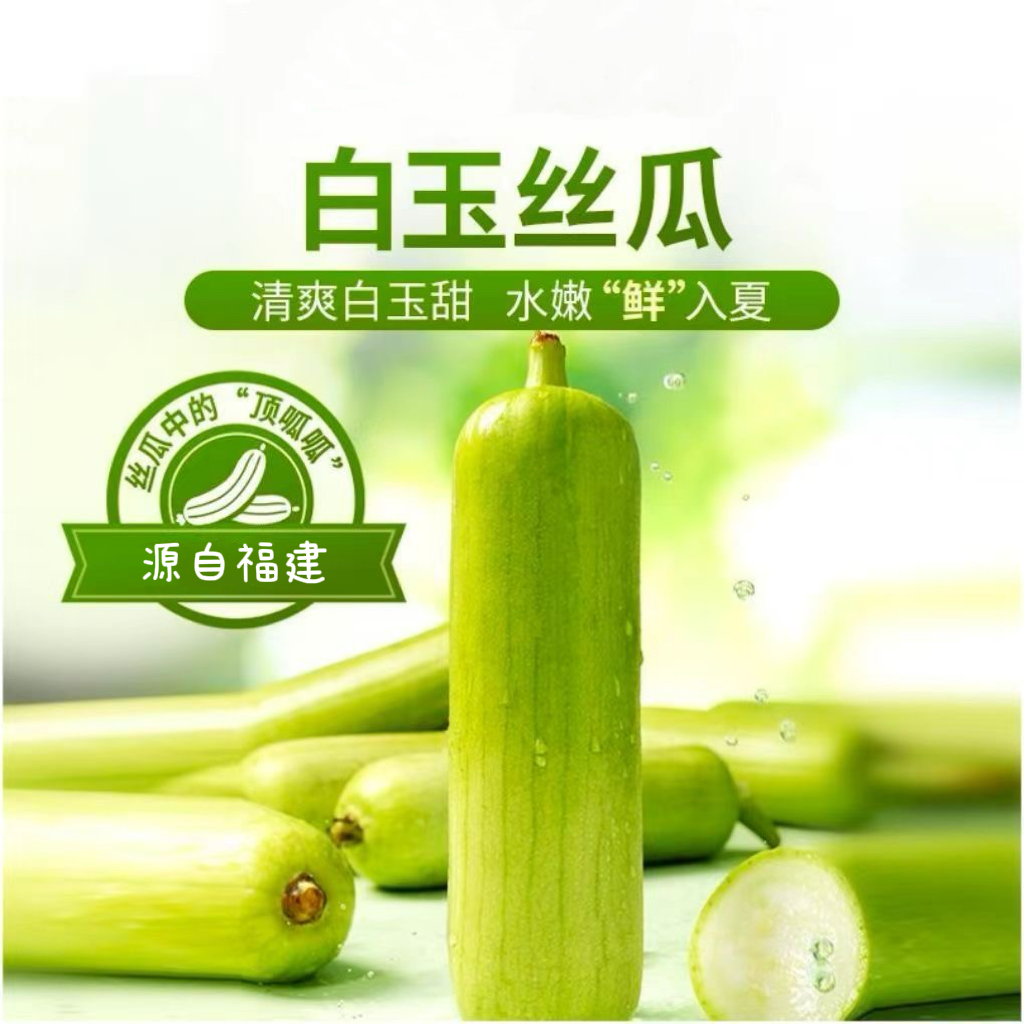 福建漳州农家批发自种白玉牛奶丝瓜鲜嫩水分足