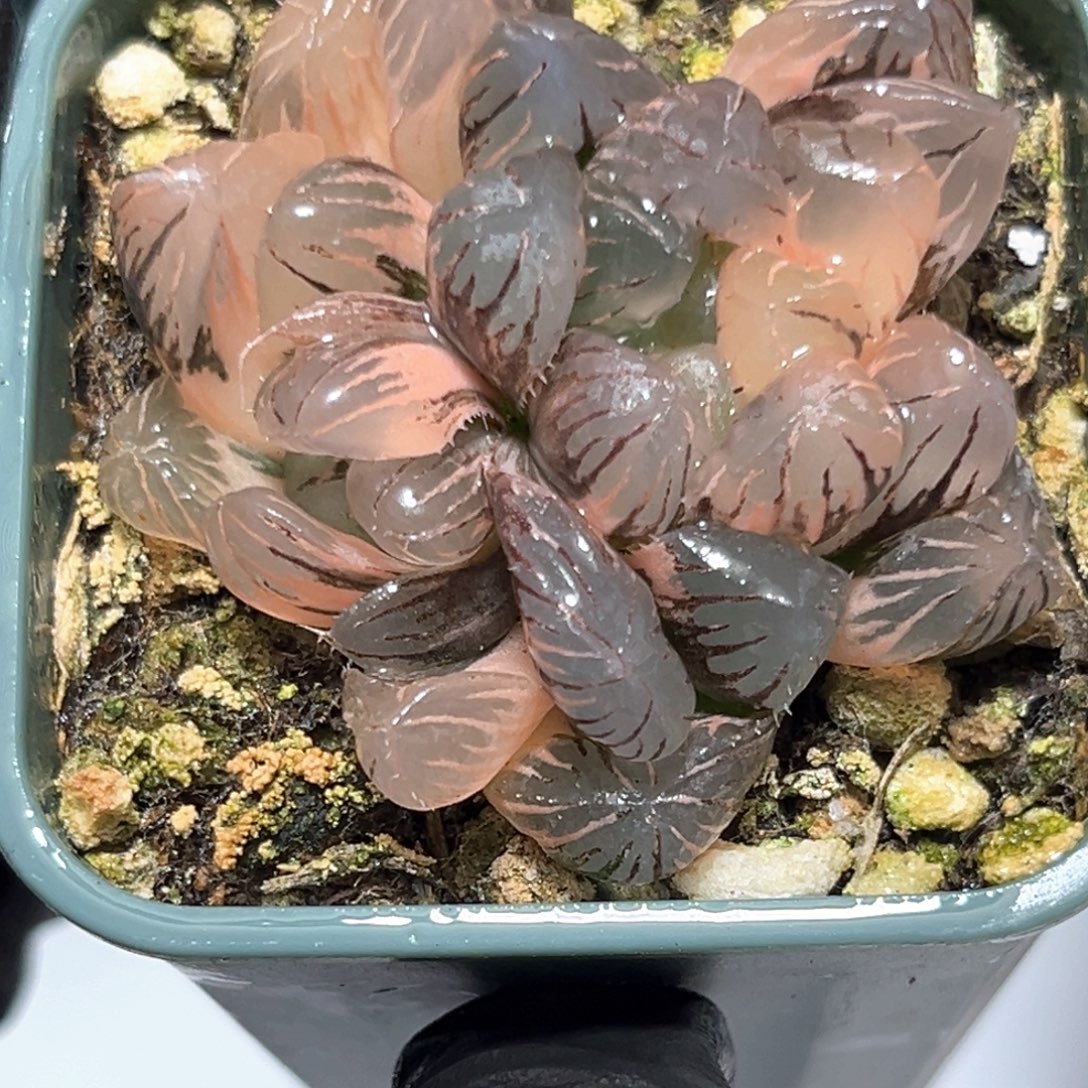 恭喜发财大吉大利4511冰灯