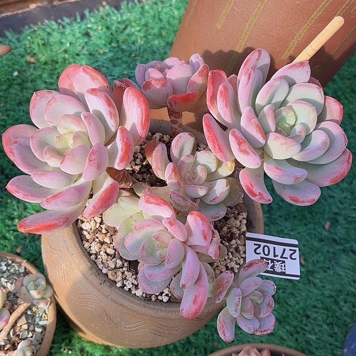 冰露27102多肉植物