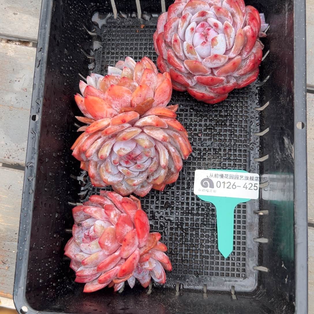 多肉一物一拍0126-425