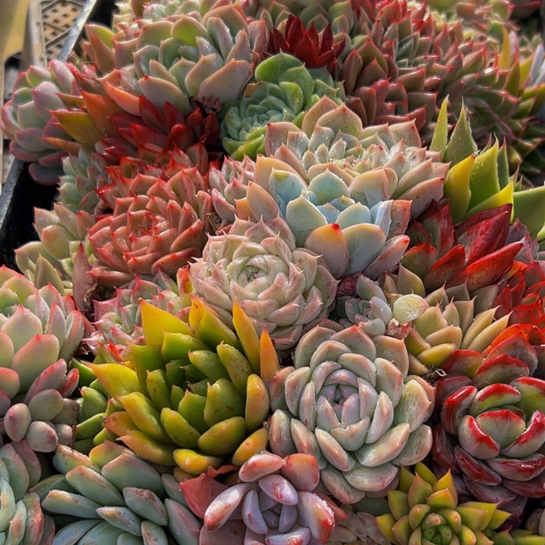 893多肉葡萄的味道是真的