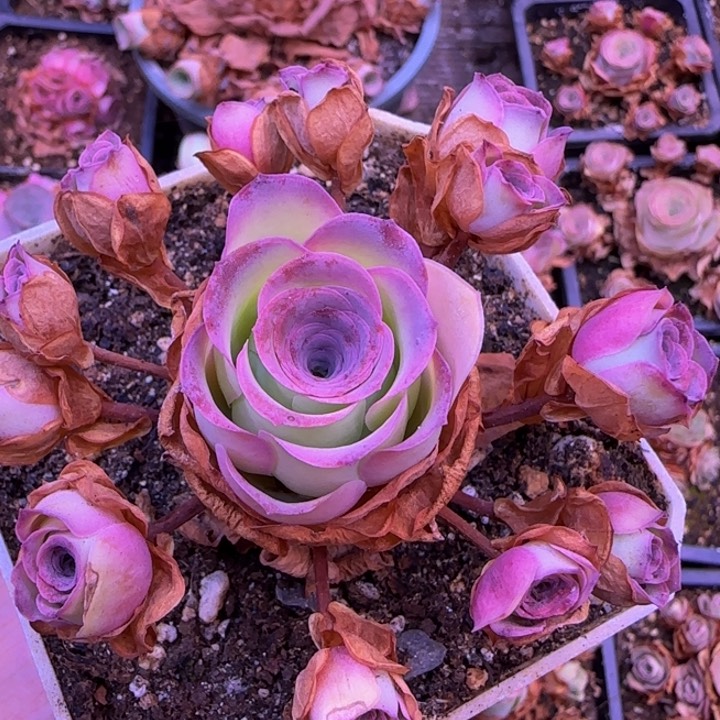 初晨捧花124376767686