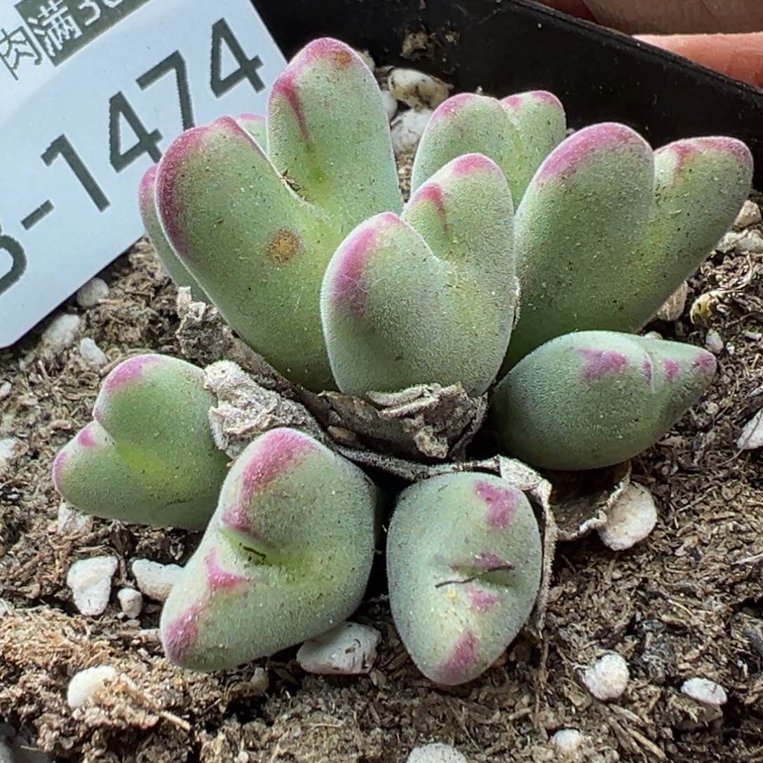 多肉植物111111111111111