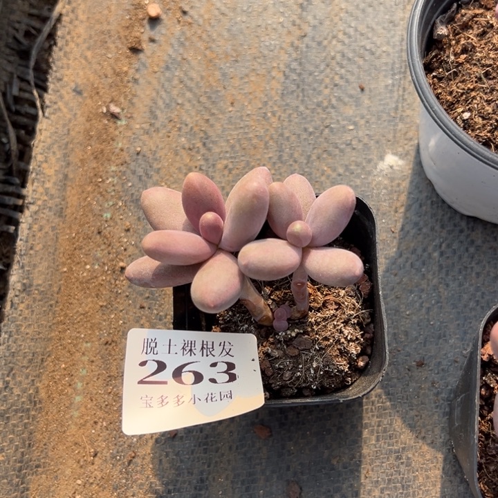 小****3糖果美人量拍多肉满20包邮下午发