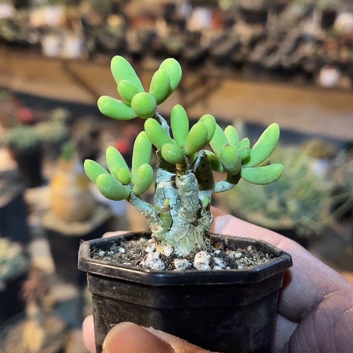 满38包邮2天凑单，脱土晾根发货多肉植物诱惑奇峰锦