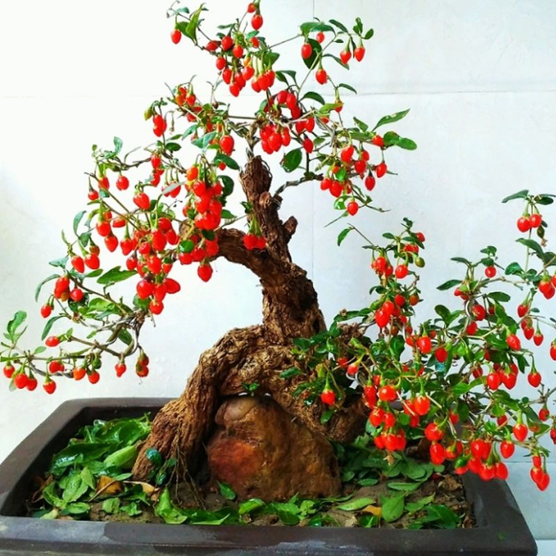 枸杞盆载阳台庭院绿植花卉易成活观根观花观果盆栽苗木