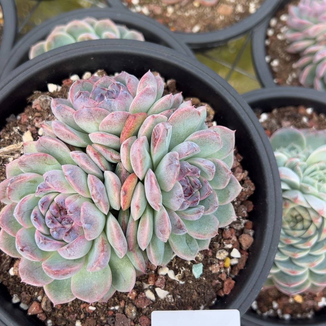 ᝰ****4160肉肉肉肉肉肉肉