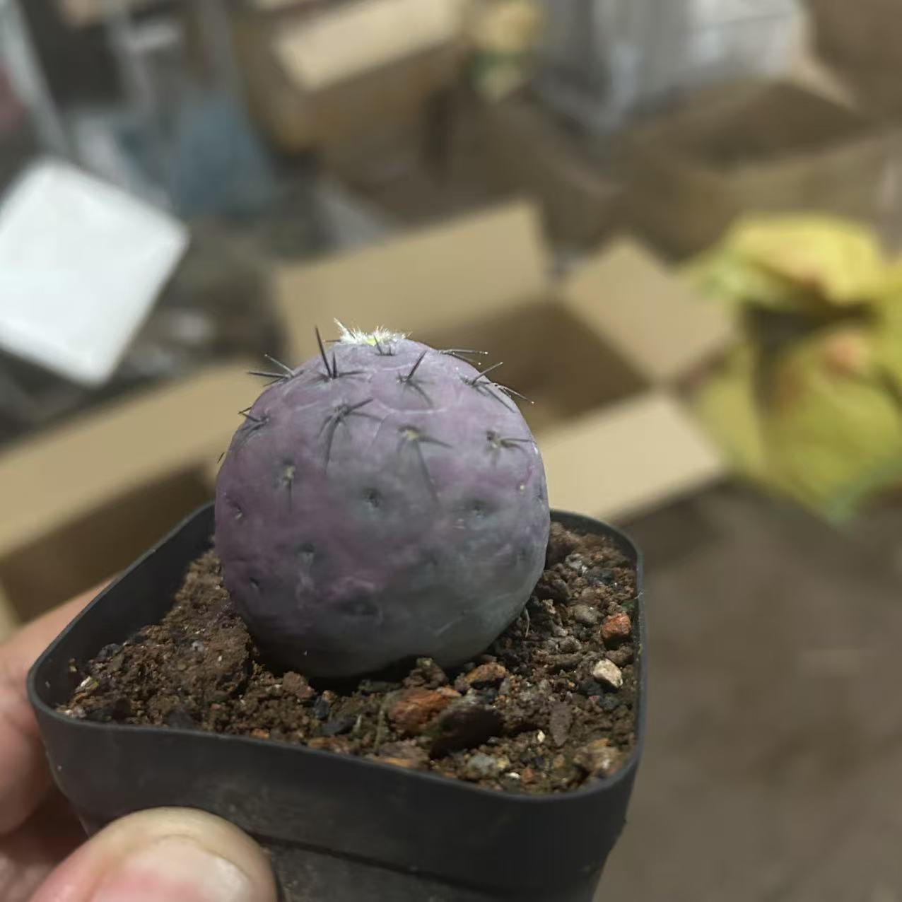 有根习志野   仙人球夏型种绿植盆栽桌面阳台办公室摆件