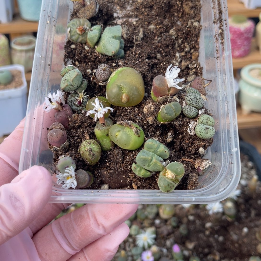 冰***儿多肉植物一物一拍41