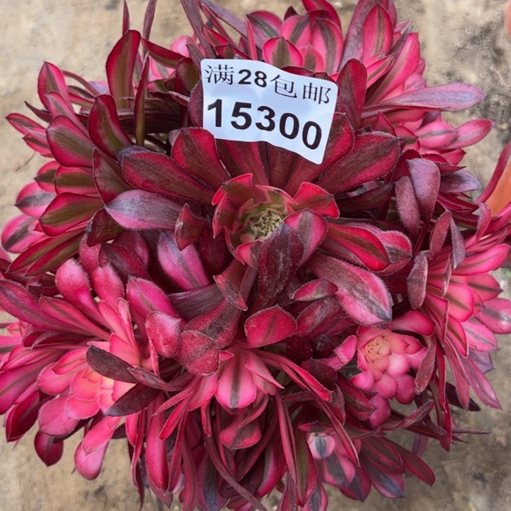 15300同白多肉植物