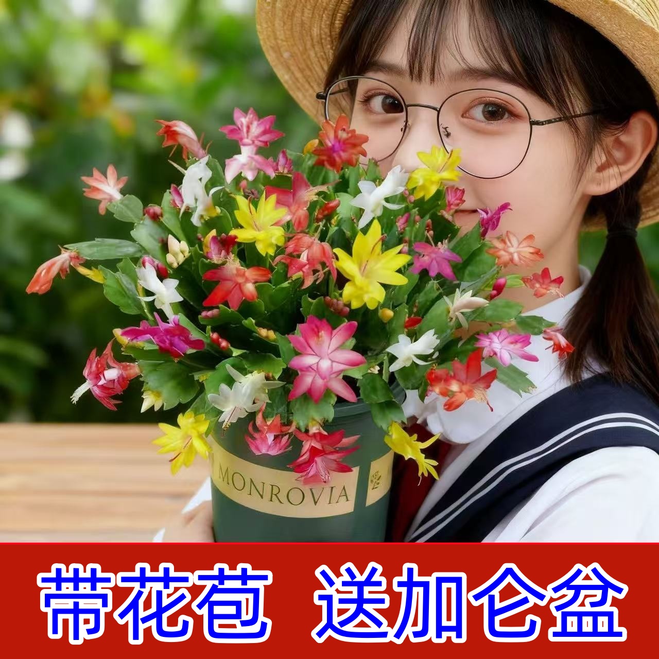 带花苞多色蟹爪兰盆栽室内阳台四季开花好养活花卉