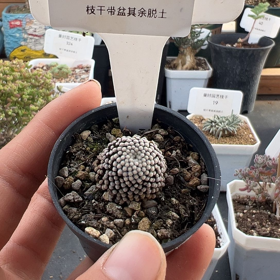 548号松针牡丹12.9多肉