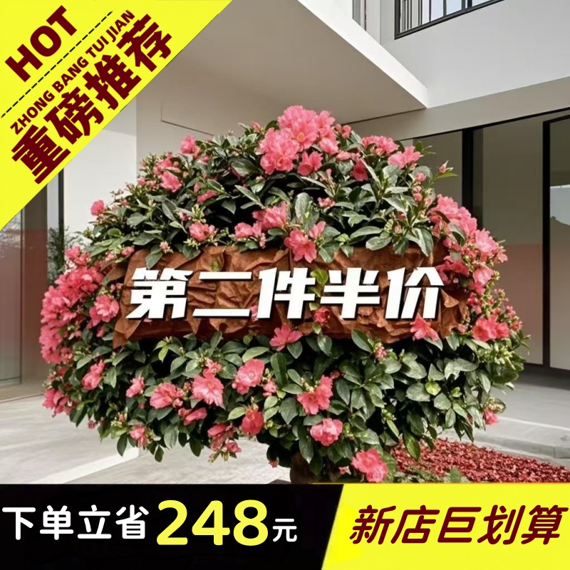 冬天开花四季常青耐养活茶梅花苗耐寒树盆栽冬茶梅盆庭院