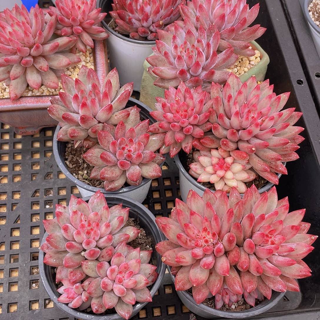 量拍36号 红体虞美人大双头一个