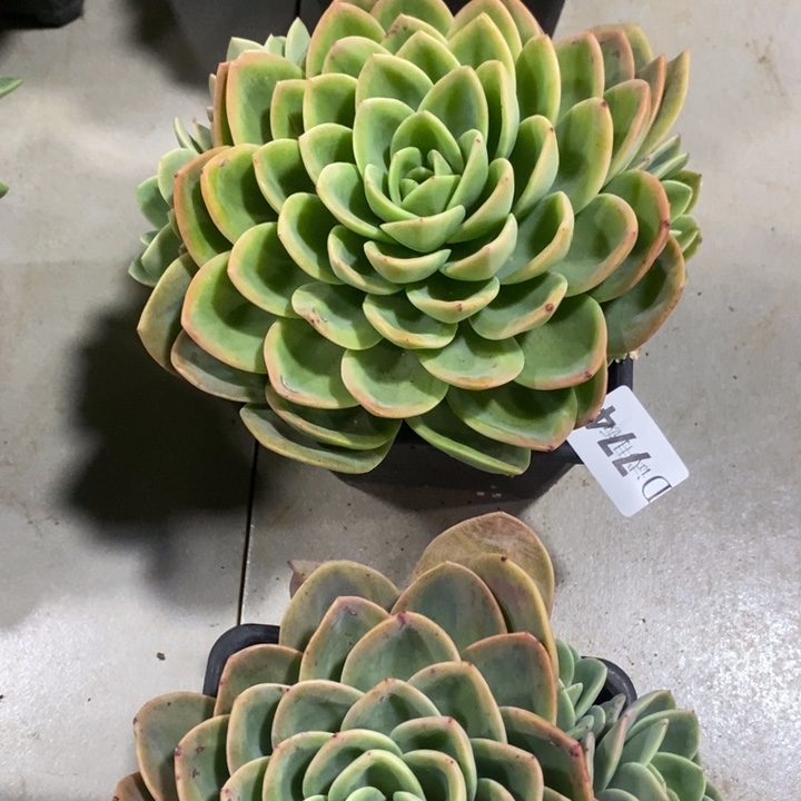 小***哒774柚子茶多肉植物