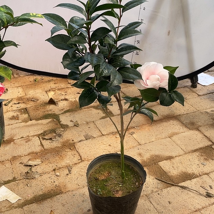 大部分花苞少量开放。乔伊福利