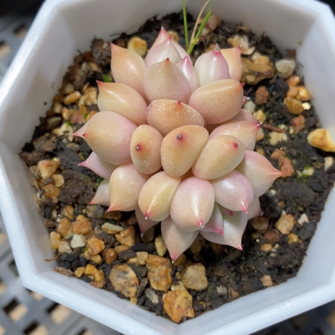 自助下单一物一拍多肉，下滑有惊喜