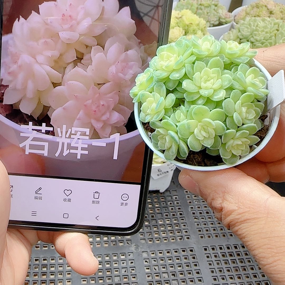 1122-7（若辉-1）优选