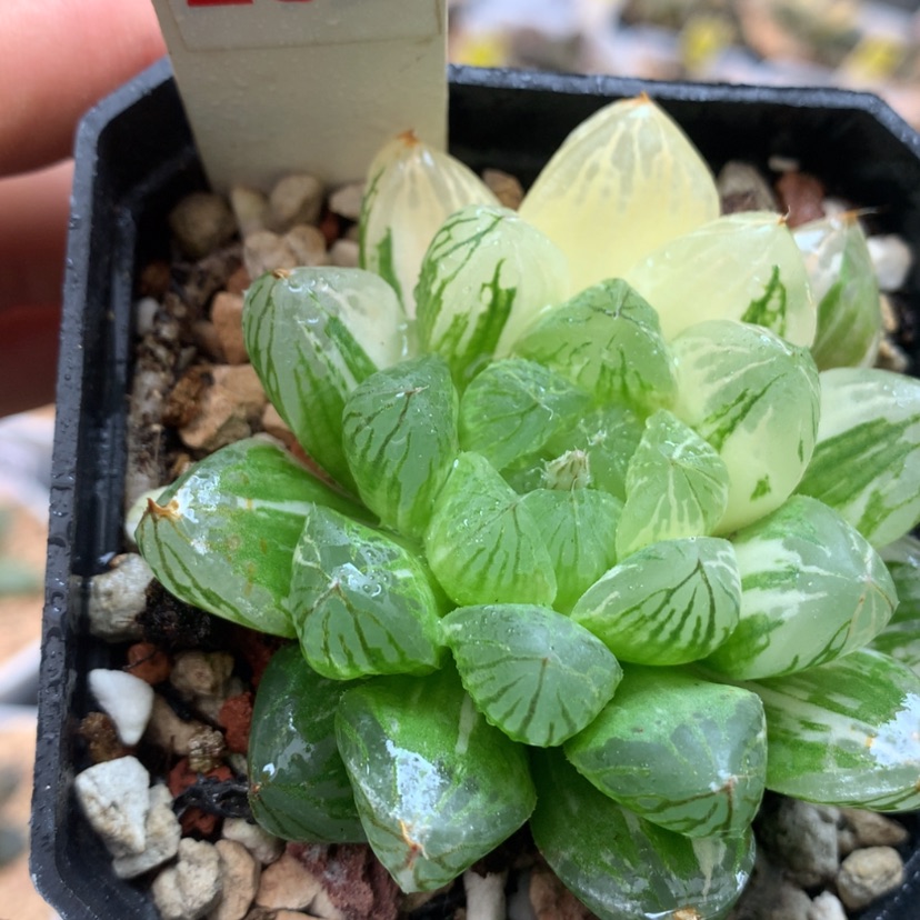 【闪购商品】252玉露