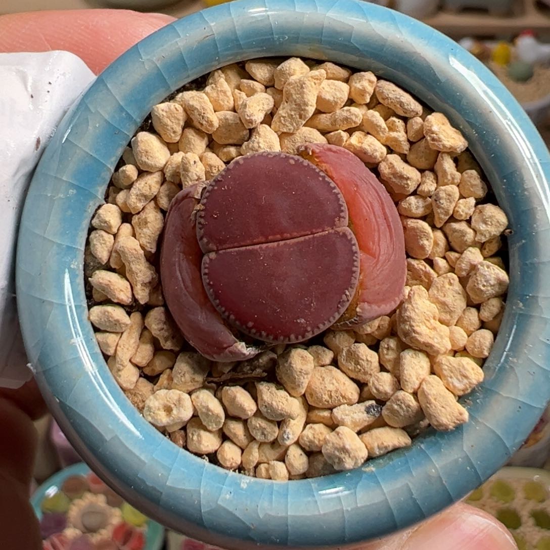 多肉植物92号比利时Ko